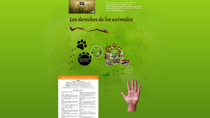 Los derechos de los animales by Guante Seda on Prezi
