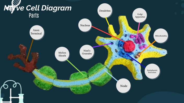 parts-of-a-nerve-cell-by-johabi-ravichchanthiran-on-prezi