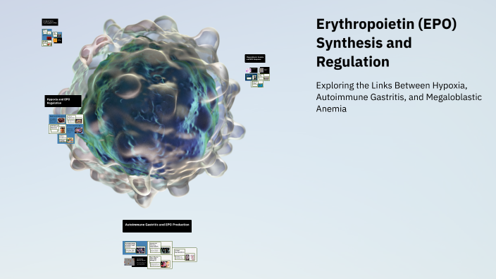 Erythropoietin (EPO) Synthesis and Regulation by sneha yadav on Prezi