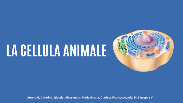 cellula animale by aurora gallipani on Prezi