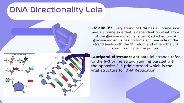 DNA replication by Lola Bradford on Prezi