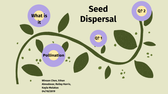 Seed Dispersal And Pollination By Winson Chen On Prezi