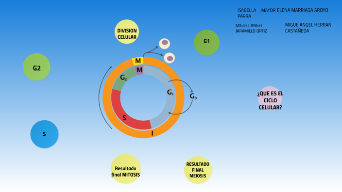 ciclo celular by Isabella Mayor Parra on Prezi