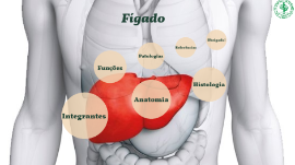Figado By Julia Milan On Prezi Next
