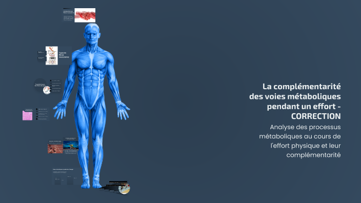 La complémentarité des voies métaboliques pendant un effort ...
