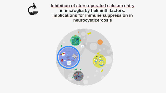 Inhibition of store-operated calcium entry in microglia by h by omar ...