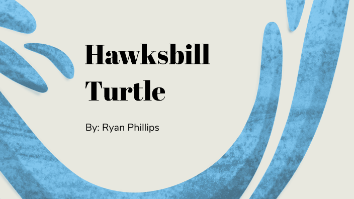 Hawksbill Turtle by Ryan Phillips on Prezi