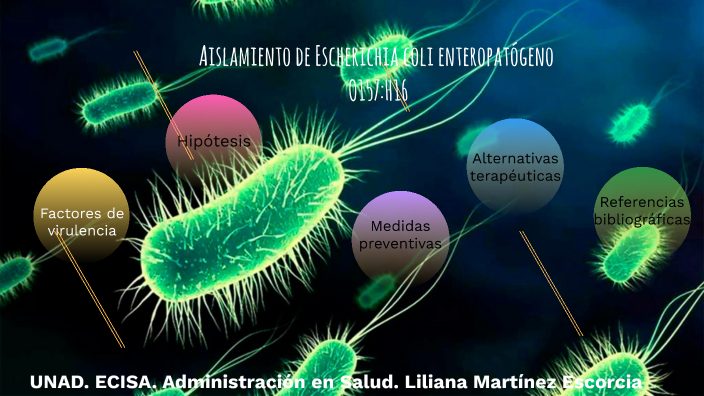 Aislamiento de Escherichia coli enteropatógeno O157:H16 by Liliana Martinez