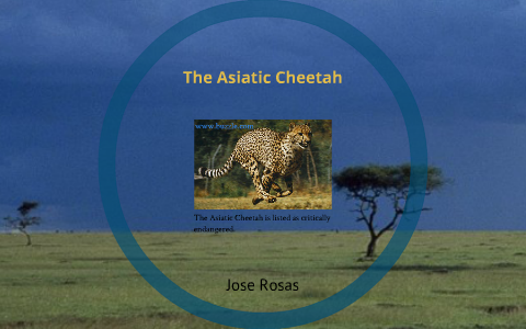 asiatic cheetah map