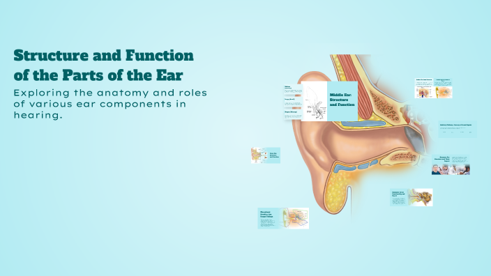 Structure and Function of the Parts of the Ear by Sandra Maizhafira ...