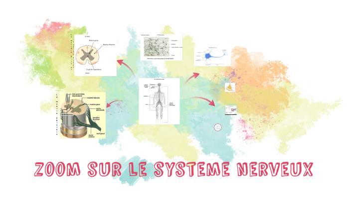 zoom sur le systeme nerveux by Ombeline SERAUD on Prezi