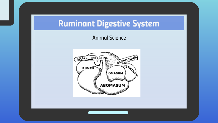 Ruminant Digestive System by