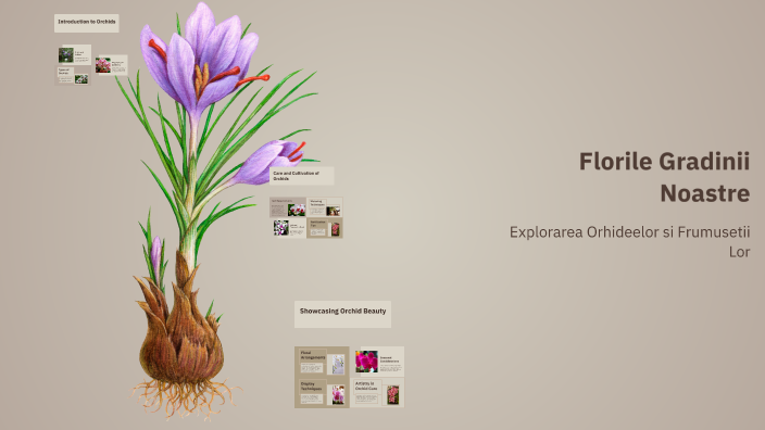 Florile Gradinii Noastre by IULIANA CRISTINA GHEORGHE on Prezi