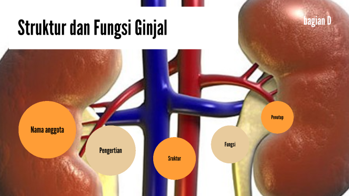 struktur dan fungsi ginjal by Iwi Maheswari on Prezi