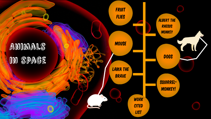 Animals In Space Timeline By Aaran Judge On Prezi