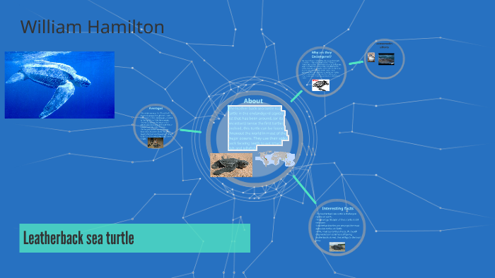 Leatherback sea turtle by will hamilton on Prezi