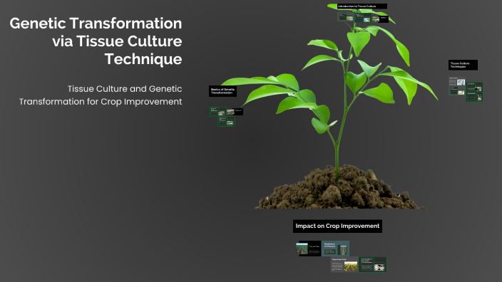Genetic Transformation via Tissue Culture Technique by MWA on Prezi