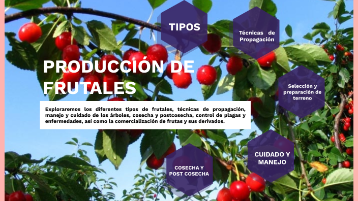 PRODUCCION DE FRUTALES by Jhodan Meregildo Diaz on Prezi