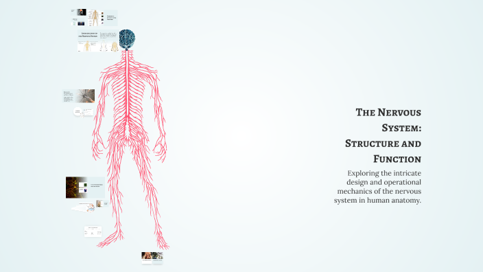 The Nervous System: Structure and Function by Jamala Safarli on Prezi