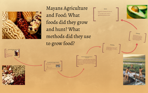 Mayans Agriculture and Food: What foods did they grow and hu by Kelly Daley