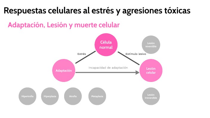 Respuestas Celulares Al Estrés Y Las Agresiones Tóxicas By Yolany Flores