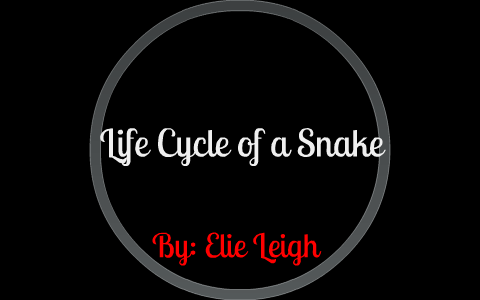Life Cycle of a Snake by Marlena Leigh on Prezi
