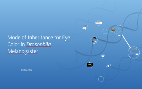Mode of Inheritance for Eye Color in Drosophila Melanogaster by Brianna ...