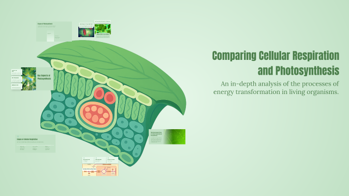 Comparing Cellular Respiration and Photosynthesis by emma adkins on Prezi