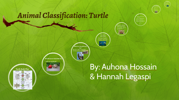 animal-classification-turtle-by-auhona-h-on-prezi