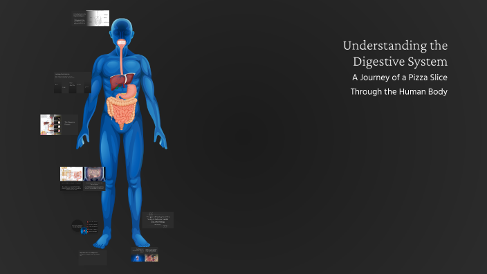 Understanding the Digestive System by Isaac M on Prezi