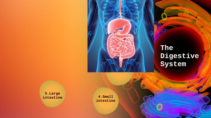 The Digestive System by Maria Eleni Christofi on Prezi