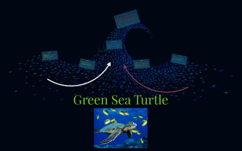 Green Sea Turtle by Rodrigo Castillo on Prezi