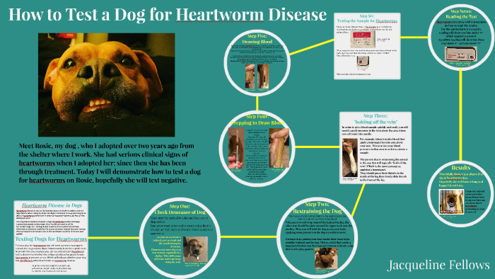 How to test a dog for heartworm disease. by Jackie Fellows