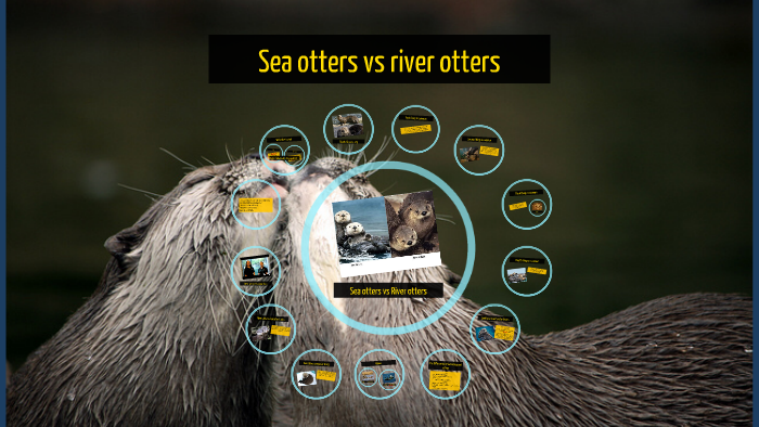 Sea otters vs river otters by Julia Teixeira