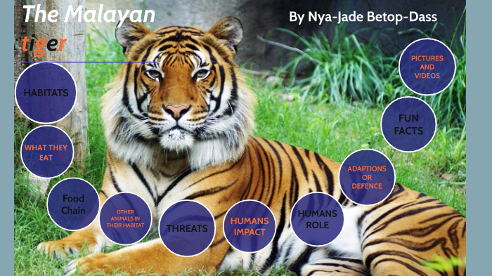 Malayan Tiger By Nya Jade Betop Dass