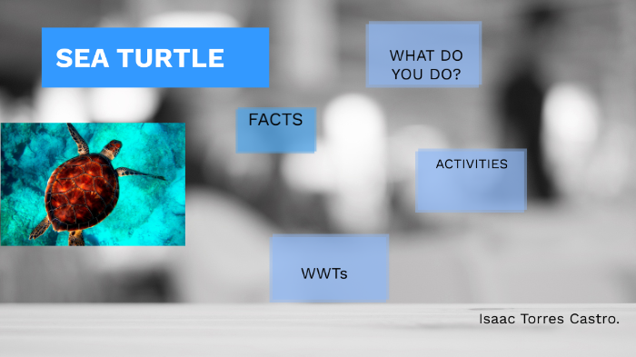 Sea turtle by Isaac Torres Castro on Prezi