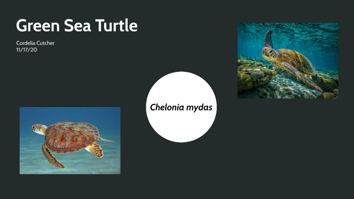 Green Sea Turtle by Cordelia Cutcher on Prezi