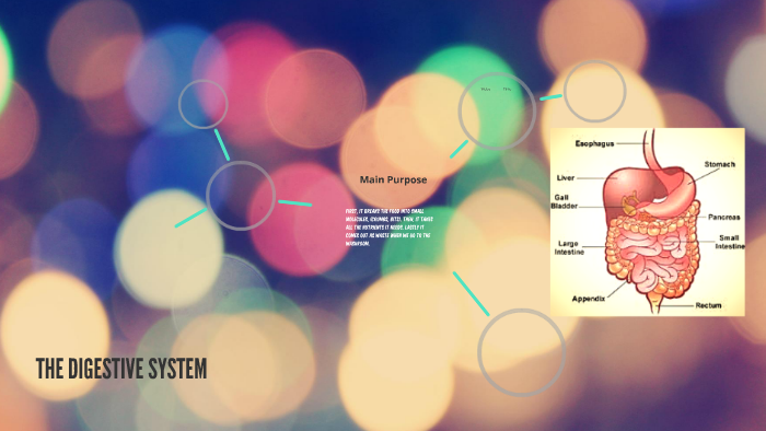 THE DIGESTIVE SYSTEM by Arbaaz Khan on Prezi Next