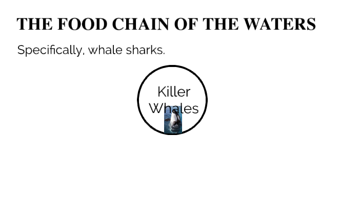The Food Chain Of A Whale Shark! by Tyrone Cable