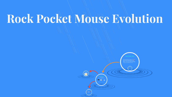 rock pocket mouse activity