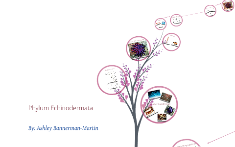 Phylum Echinodermata by Ashley Bannerman-Martin on Prezi