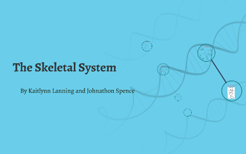The Skeletal System by on Prezi