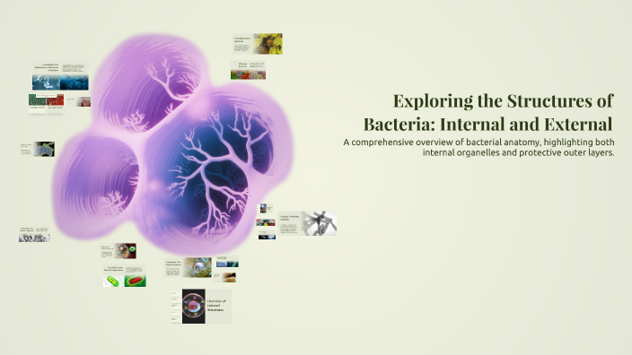 Exploring the Structures of Bacteria: Internal and External by Fatma ...