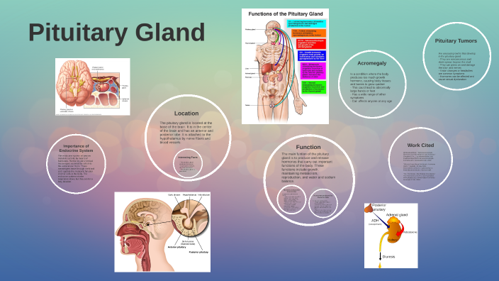 Ava Rutledge Pituitary Gland by ava rutledge on Prezi