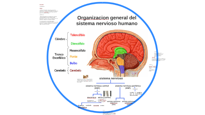 Organizacion general del sistema nervioso humano by Vespertinos LC on Prezi