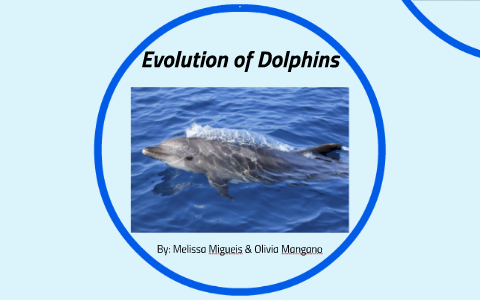 Evolution of Dolphins by Olivia Melissa on Prezi