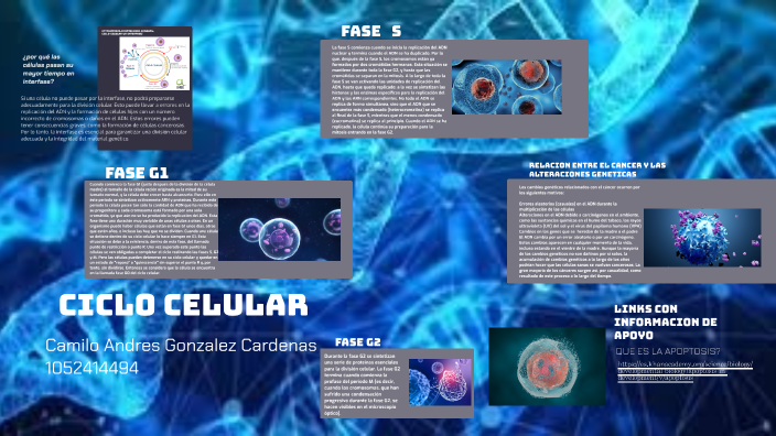 CICLO CELULAR by CAMILO ANDRES GONZALEZ CARDENAS on Prezi