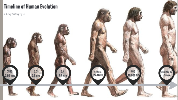 Human Evolution by Aydin Lusher on Prezi Next