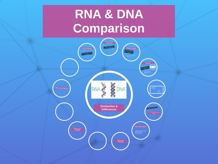 dna-rna-compare-and-contrast-by-bowe-b