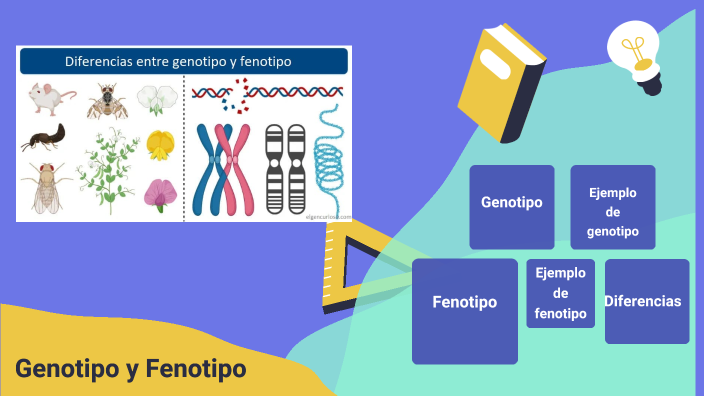 Genotipo Y Fenotipo By Arianna Martinez On Prezi